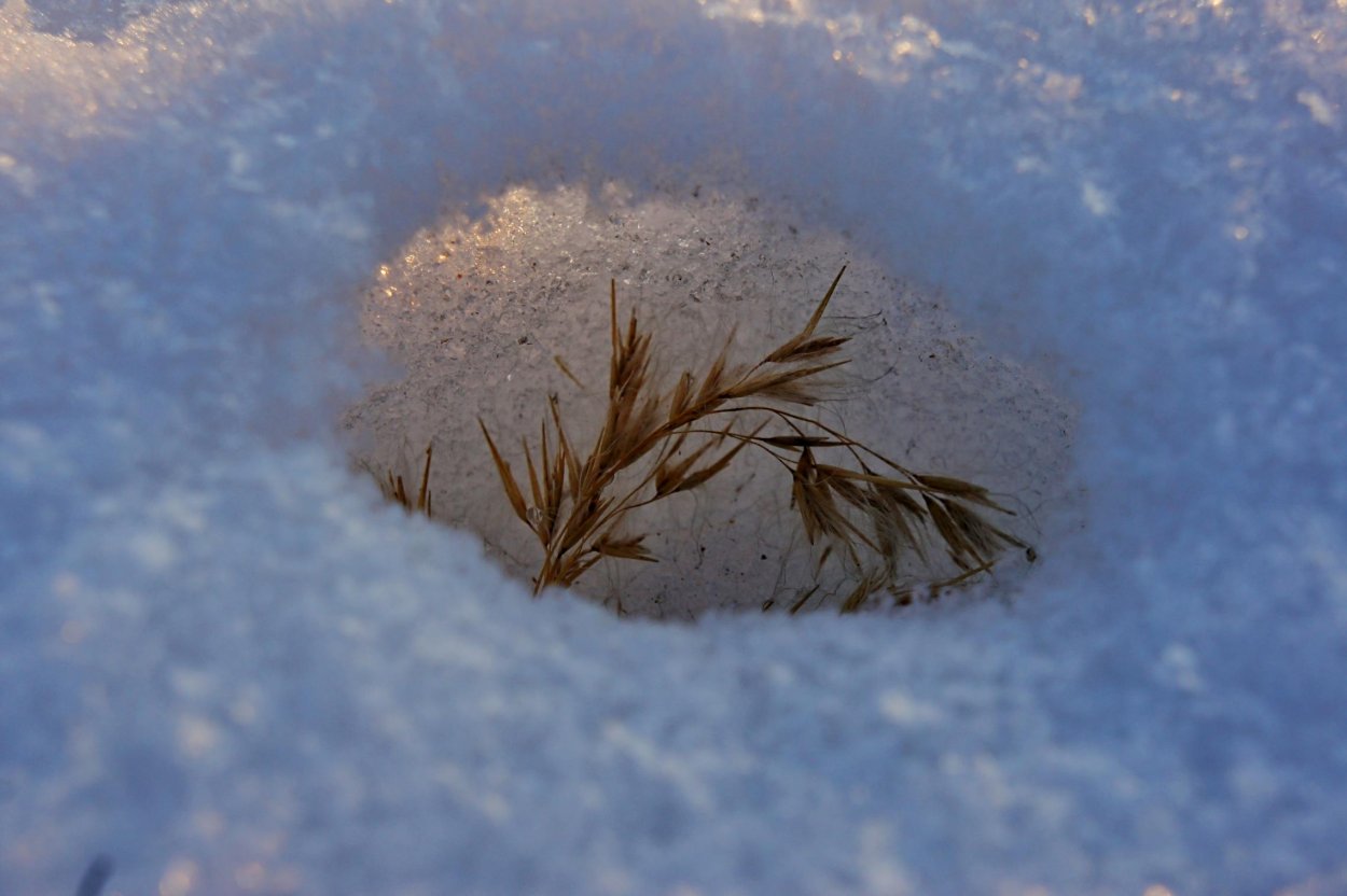 Растение полынное дерево цветет белым
