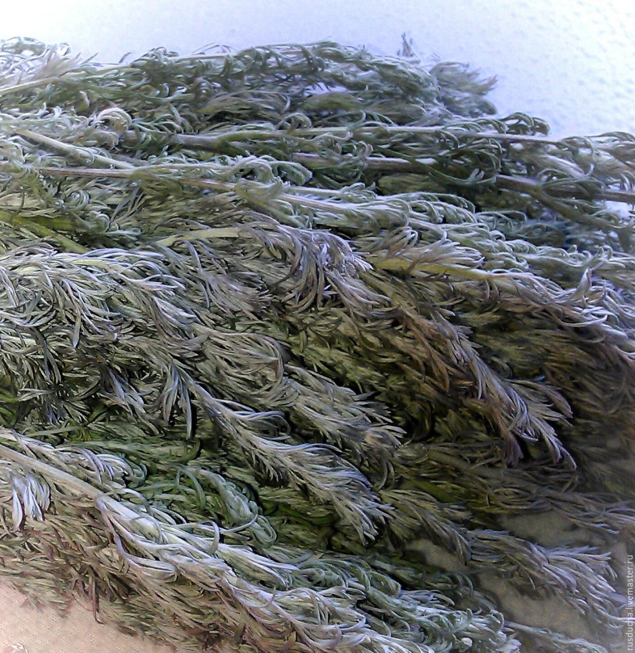 Пыльца полыни