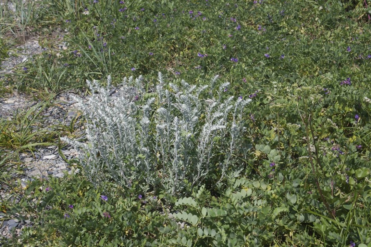 Полынь обыкновенная купить