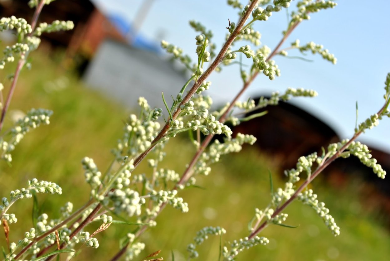 Картинка Полынь с подписью