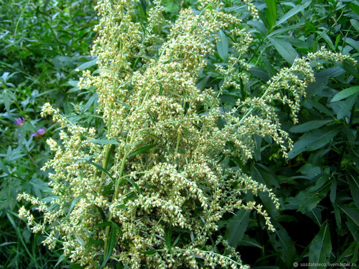 Полынь горькая чернобыльник