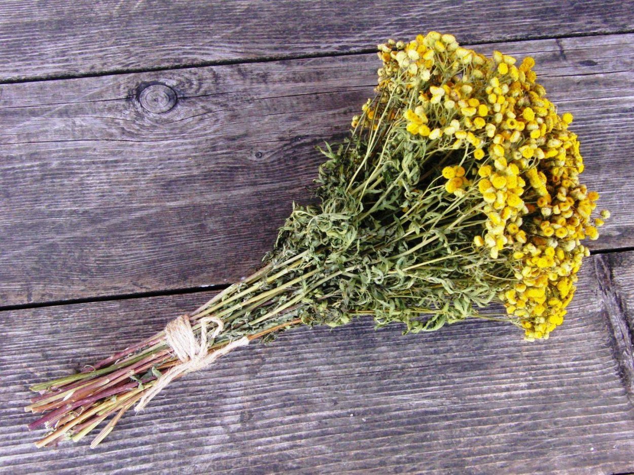 Полынь Каспийская Artemisia caspica