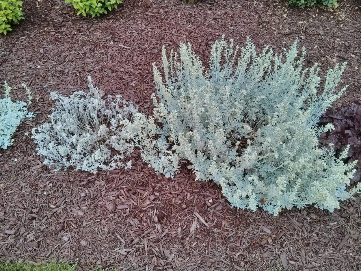 День шепота травы