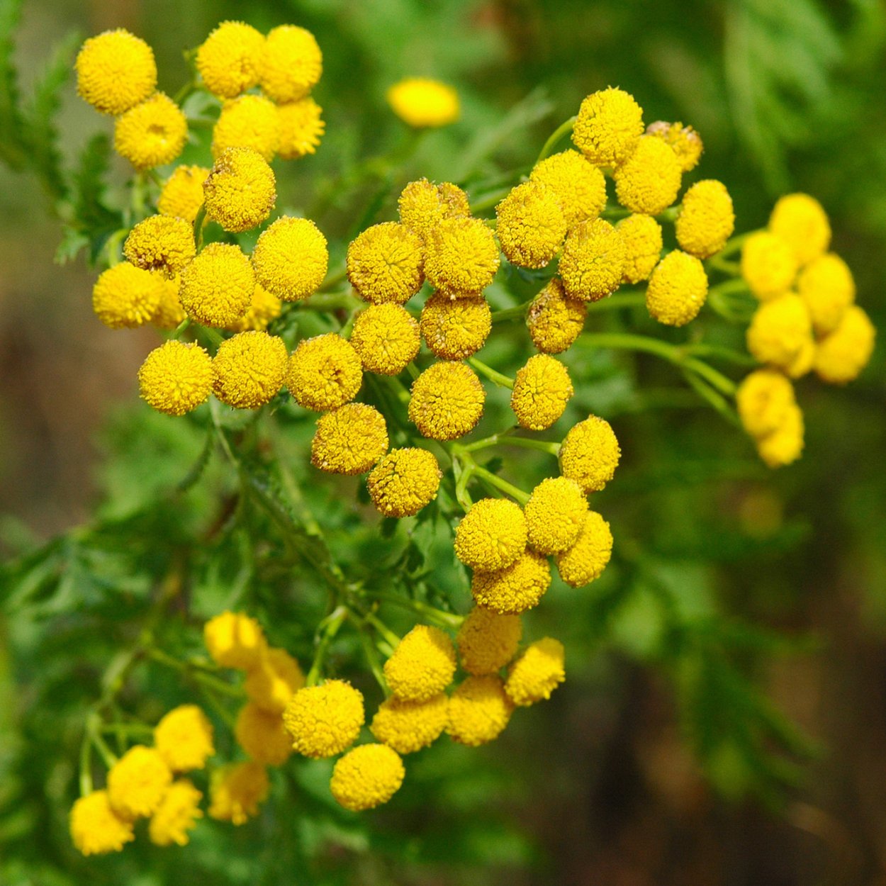 Полынь горькая формула цветка