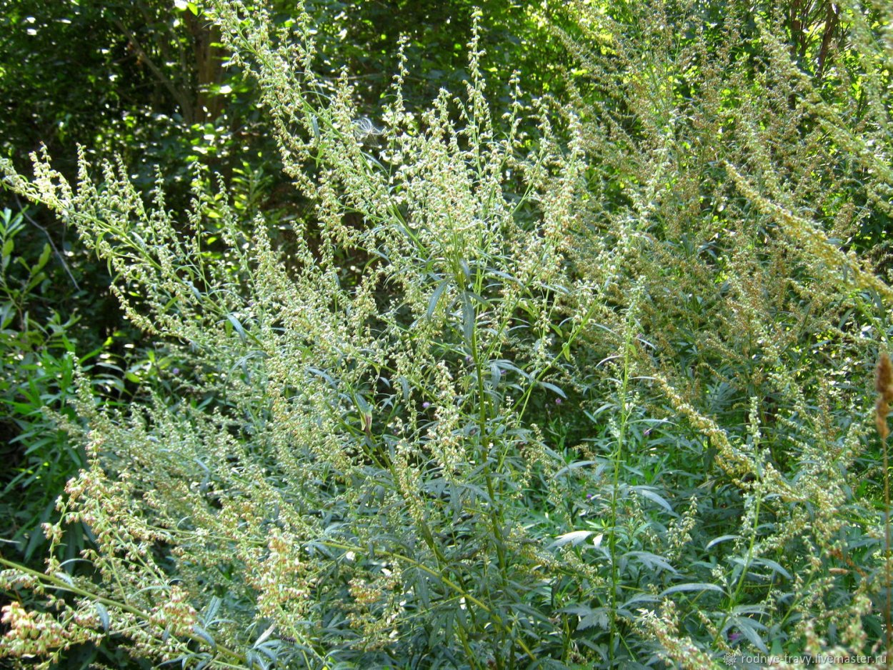 Сантолина роза