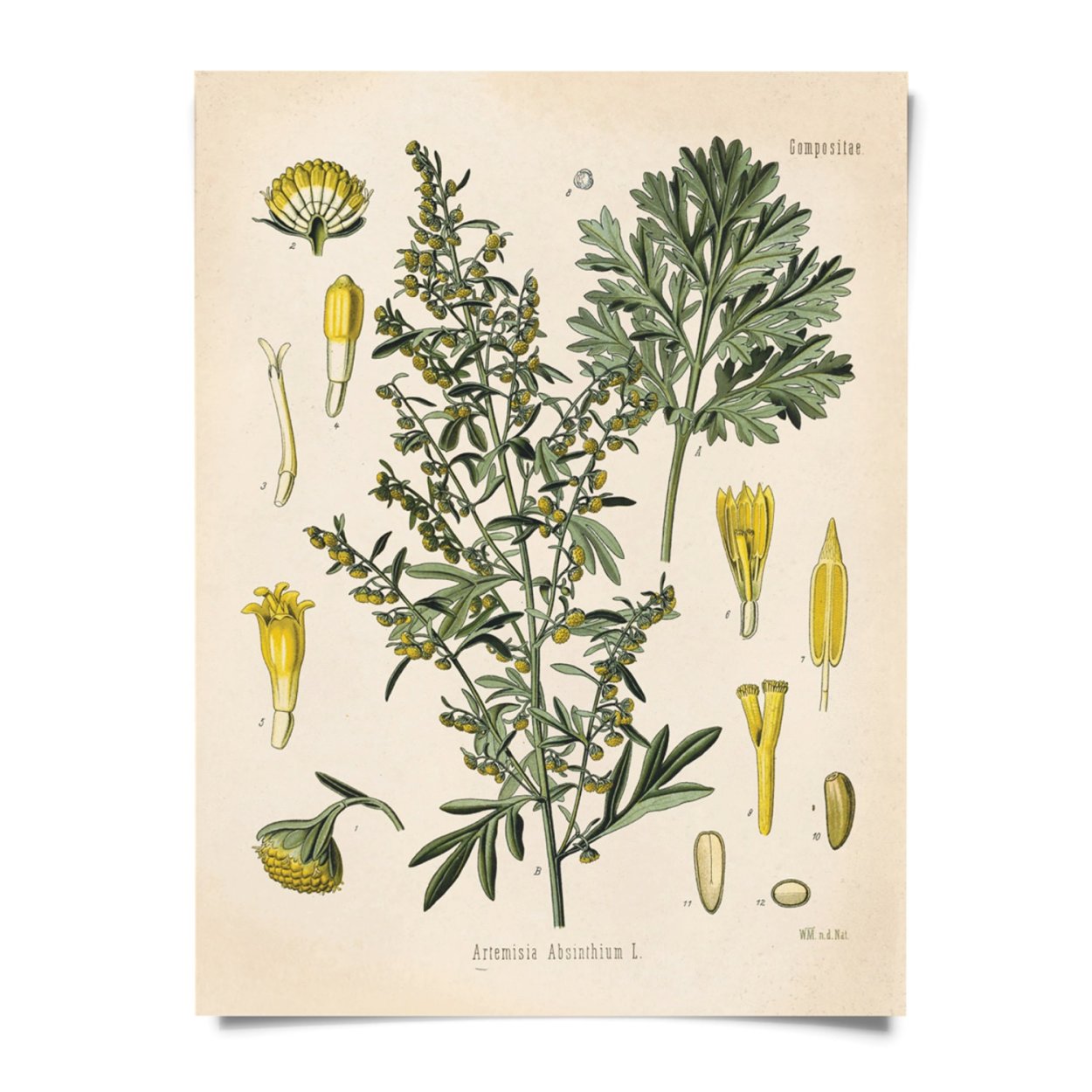 Полынь чернобыльник листья