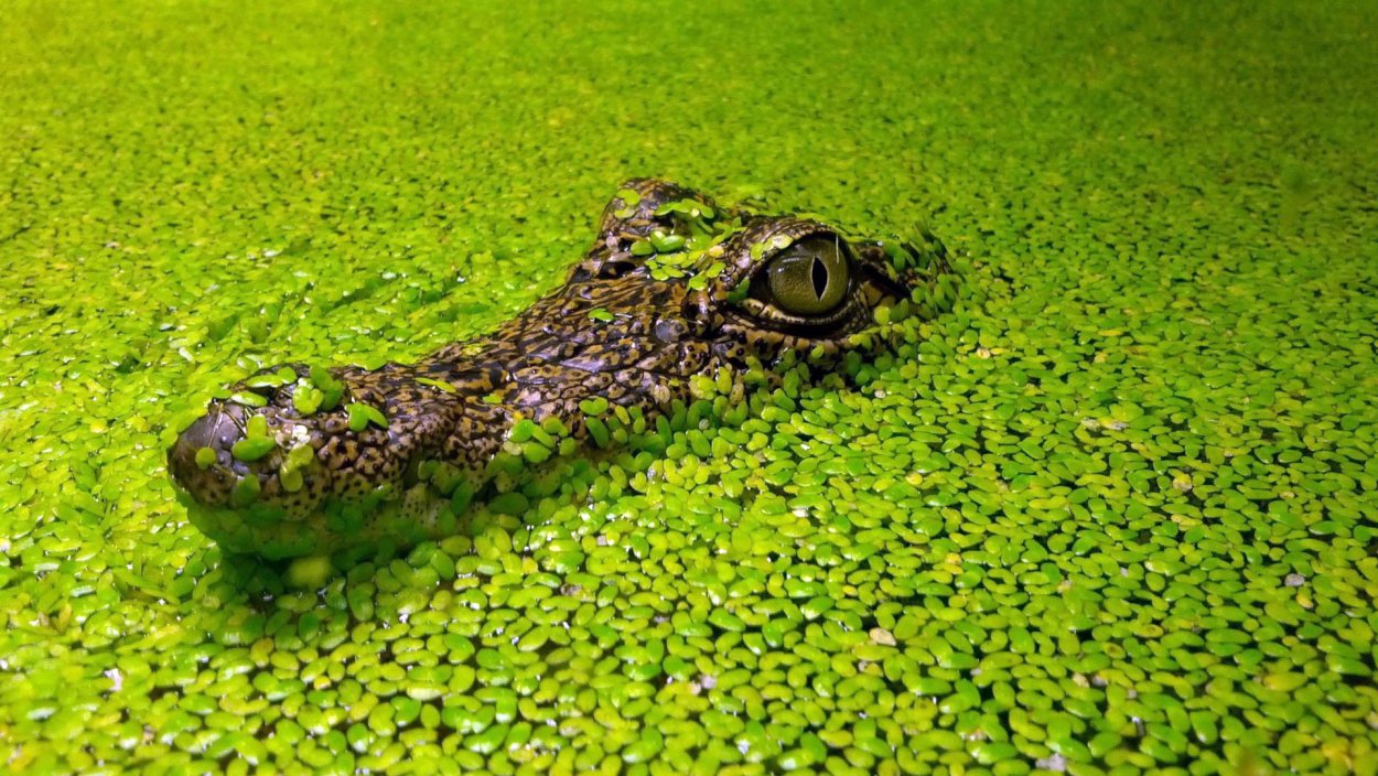 Тина на болоте