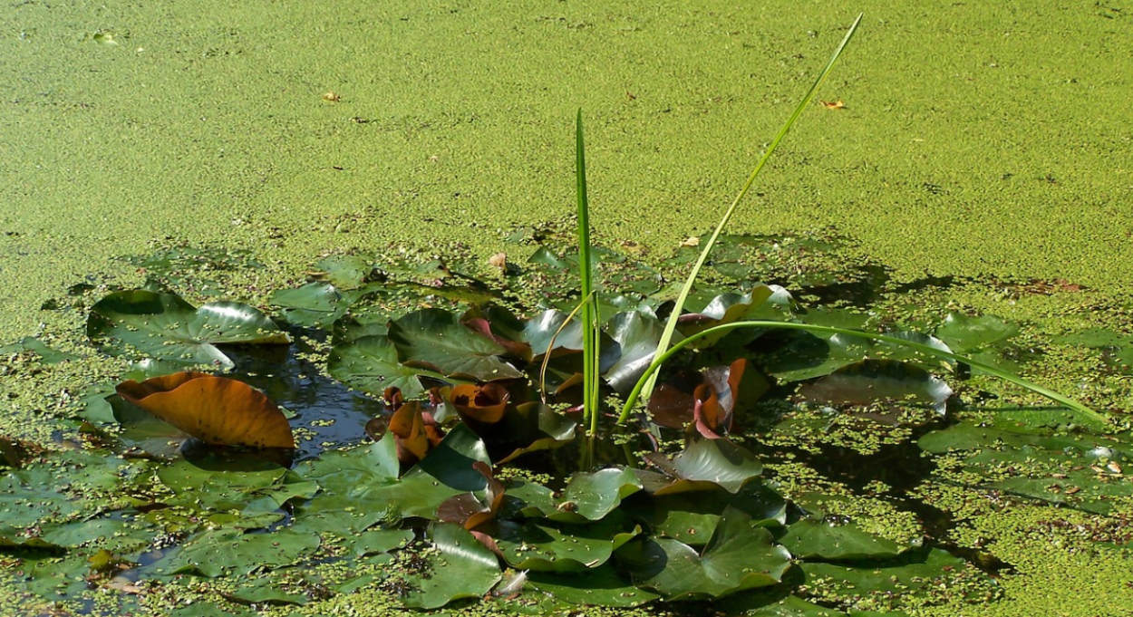 Ряска водные растения