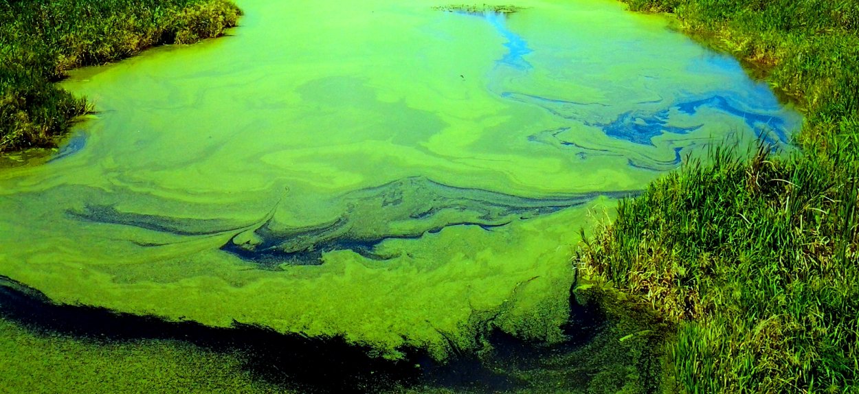 Красильный лишайник