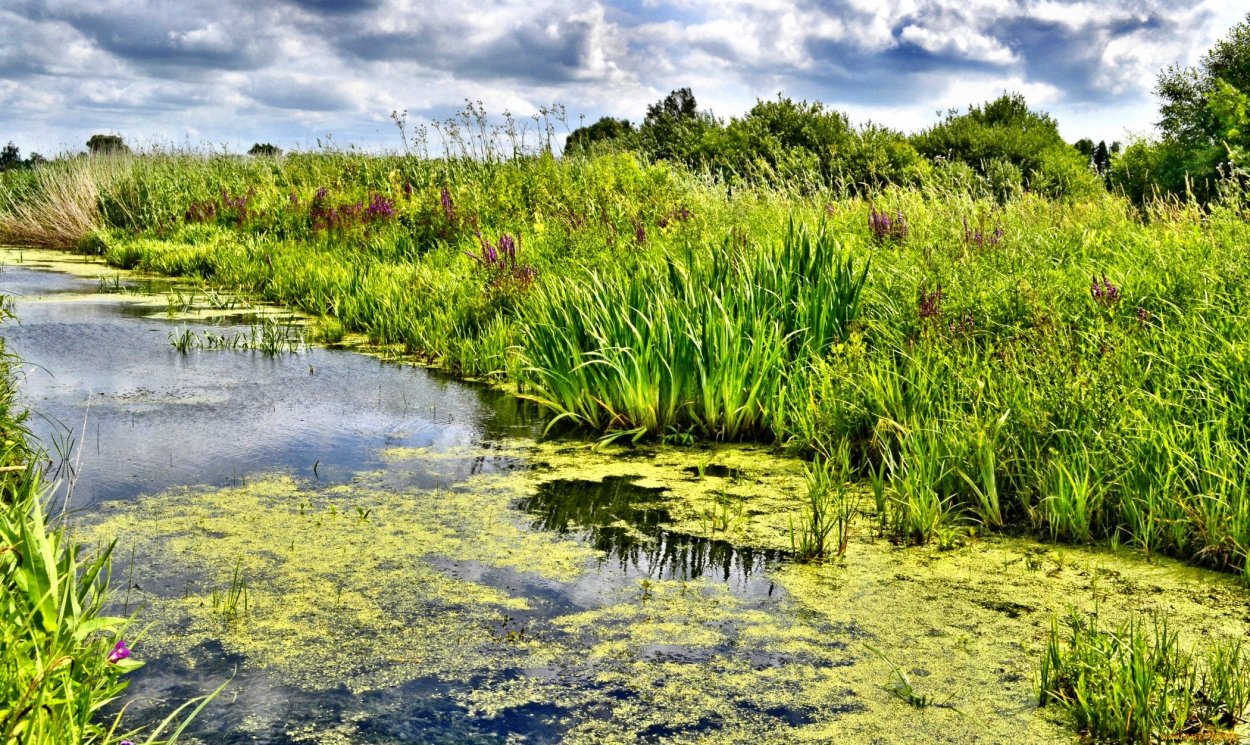 Высшая водная растительность