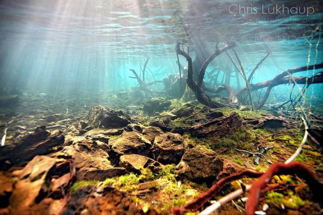 Болотные водоросли