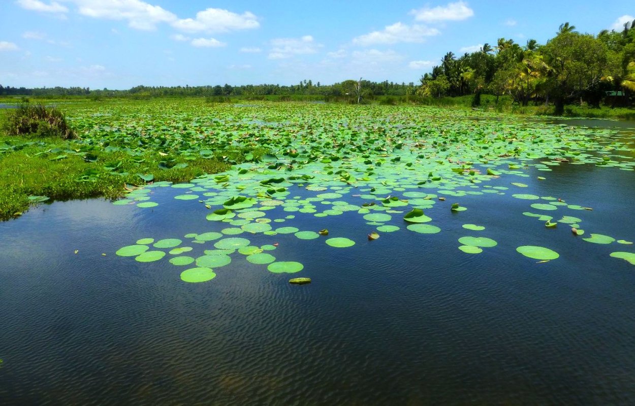 Водоросли в болоте