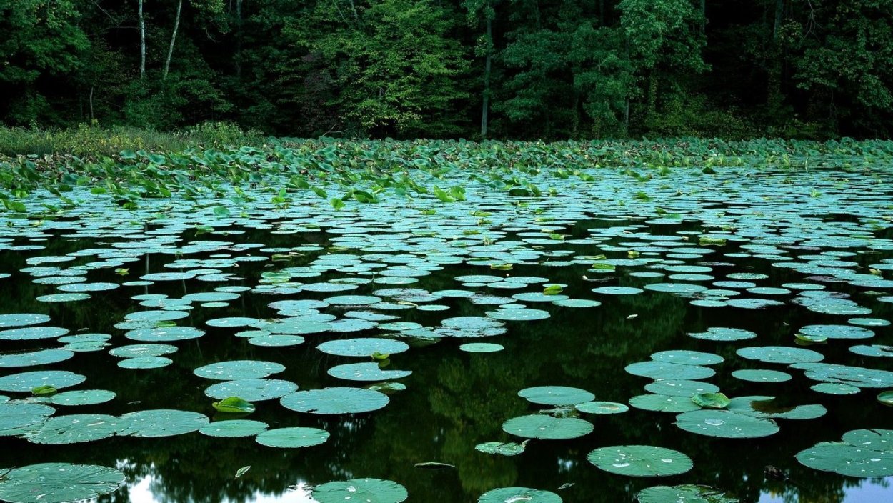 Филлоспадикс иватенский