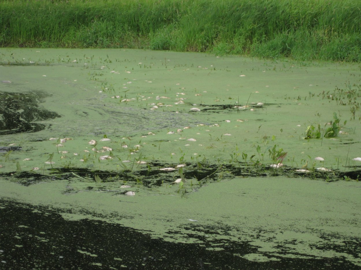 Ряска Прудовая