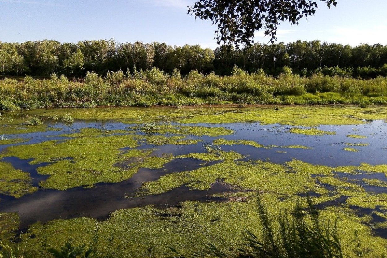 Пруд Ряска Болотная