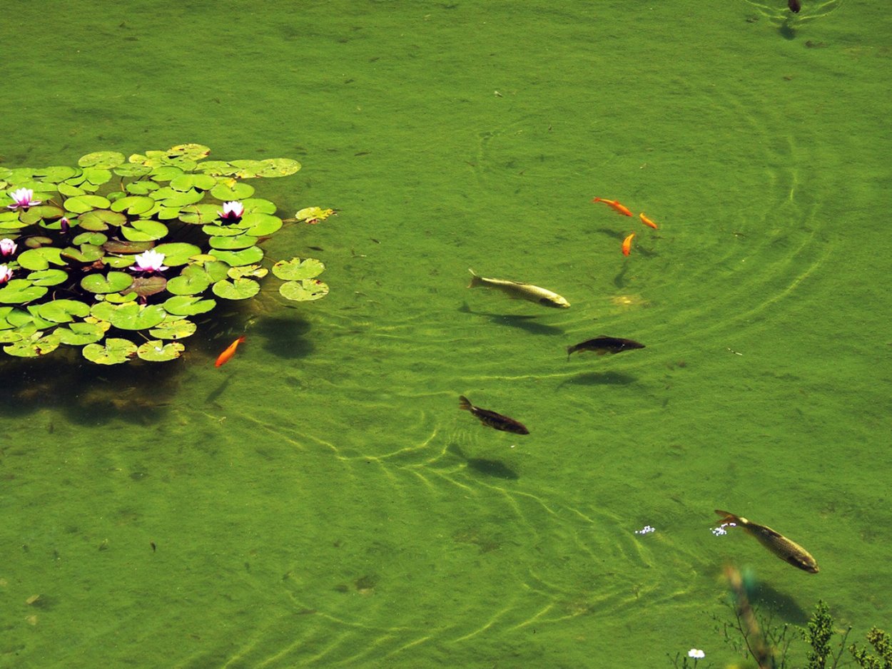 Тростниковое болото