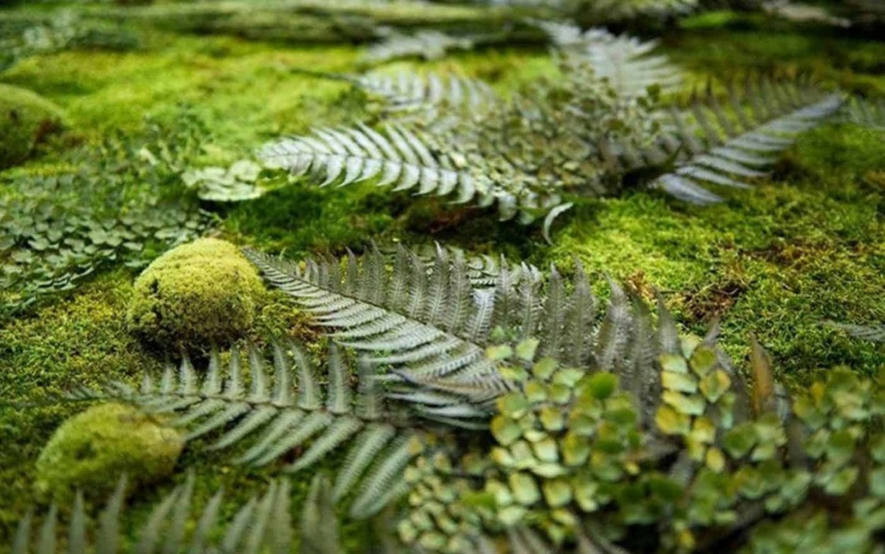 Болото с ряской