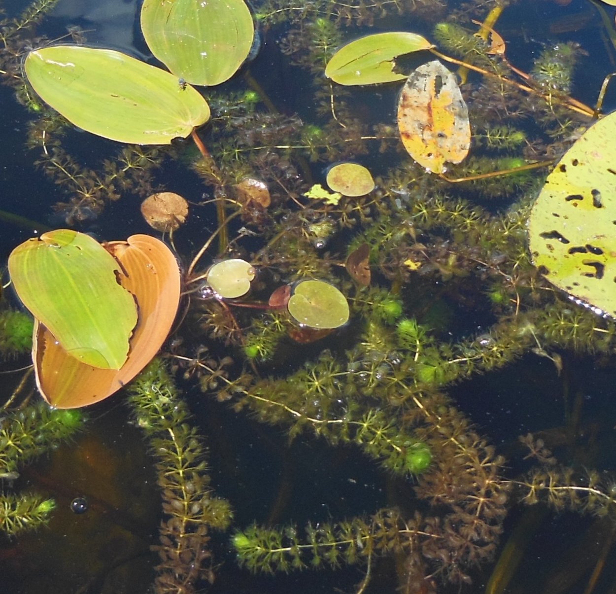 Тина Ряска в болоте