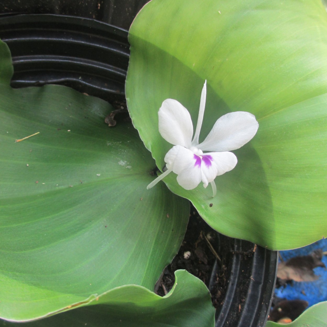 Кемпферия округлая