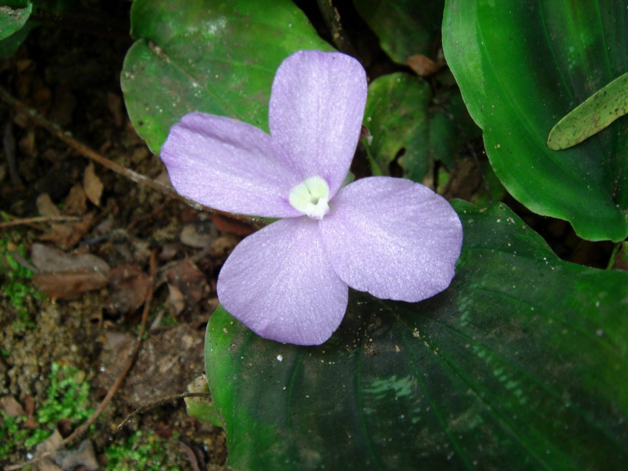 Кемпферия имбирные