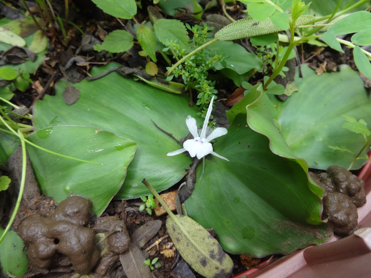 Кемпферия Ротунда