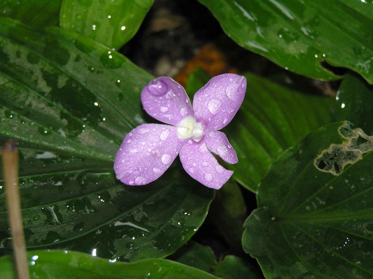 Кемпферия цветение