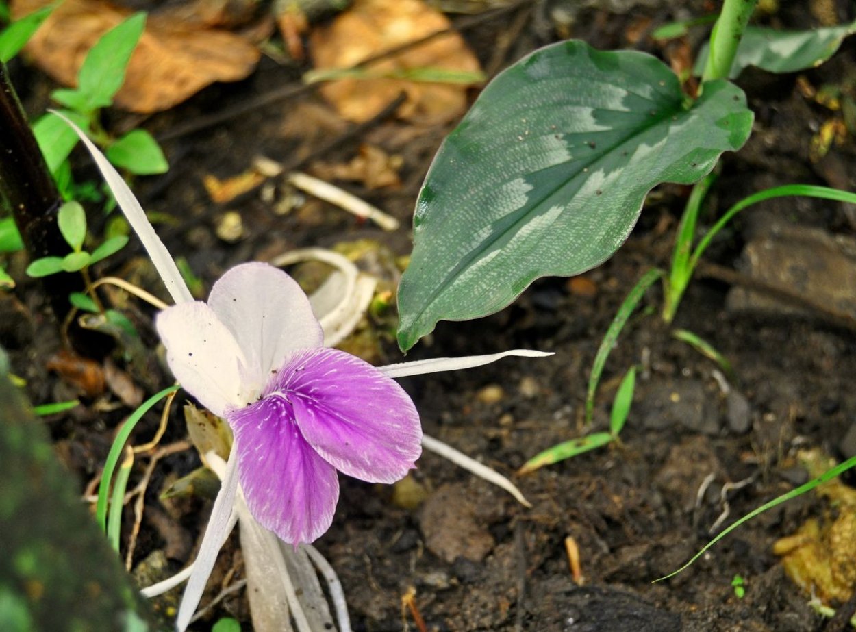 Темно зеленые листья