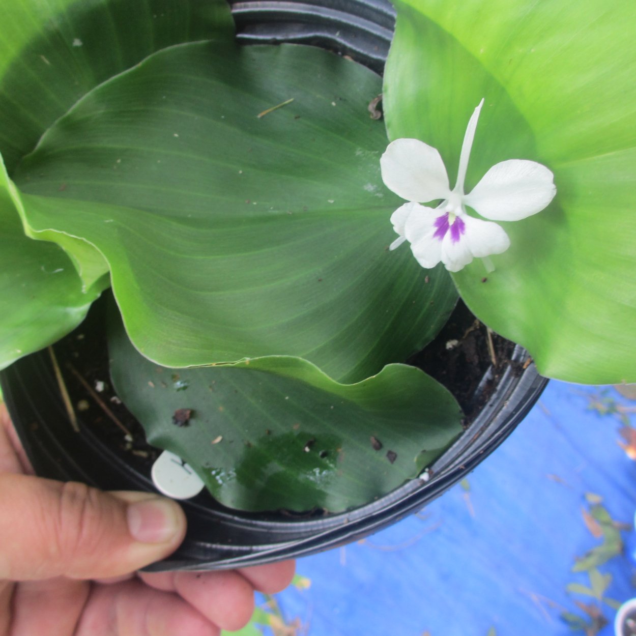 Велборис Марант ААА