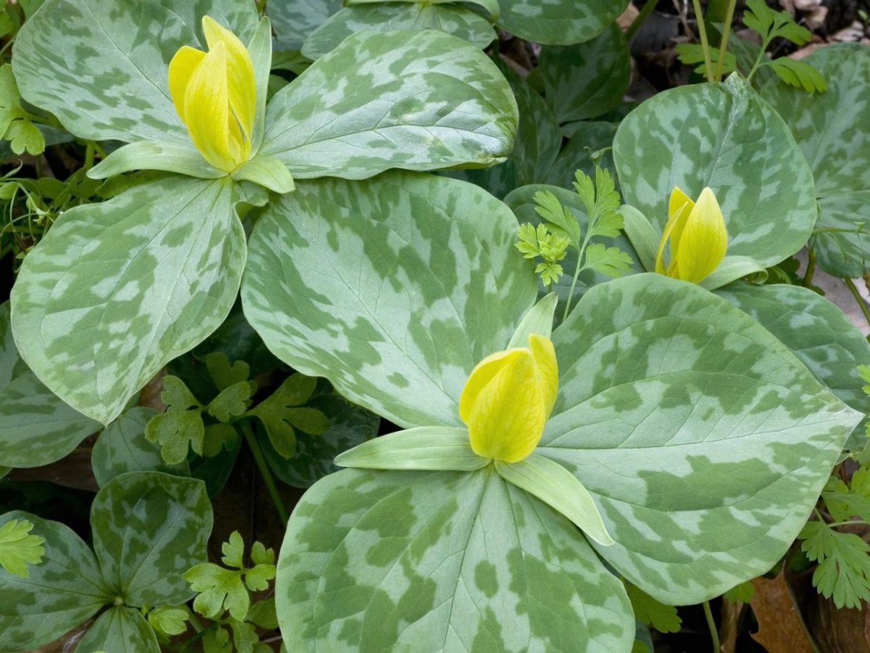 Большие листья тропических растений