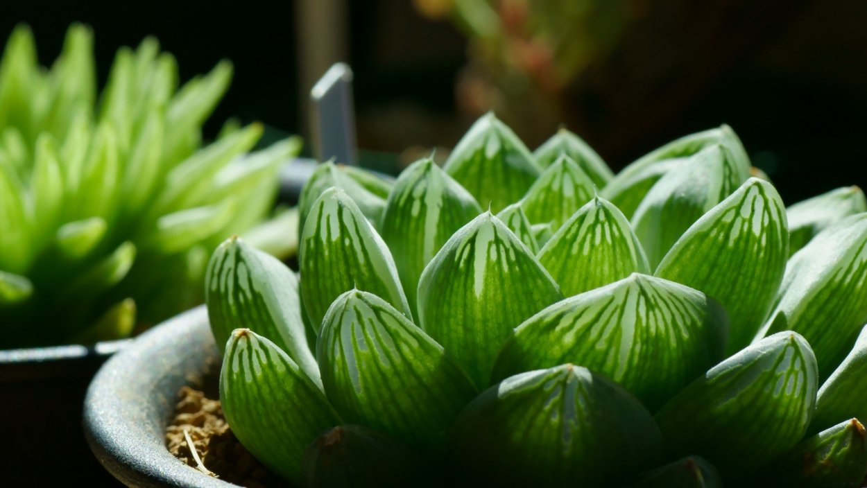 Крупные листья