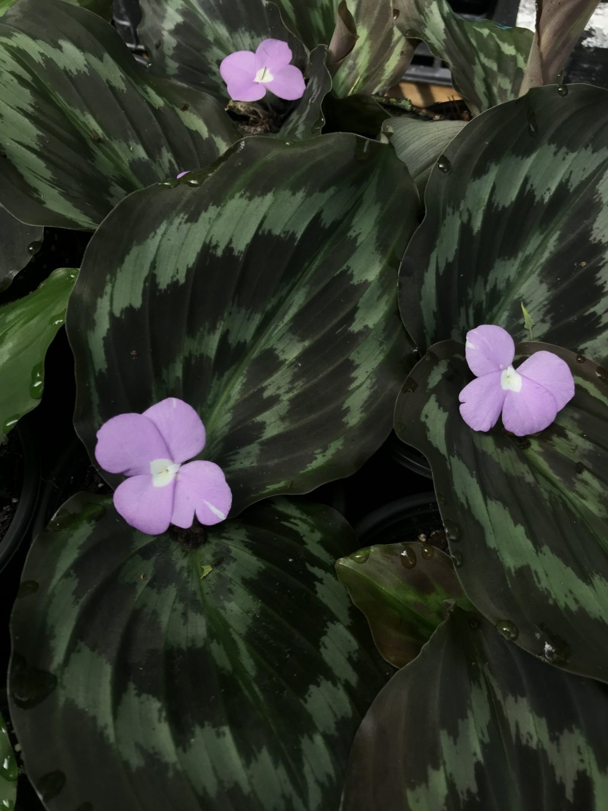 Кемпферия имбирные