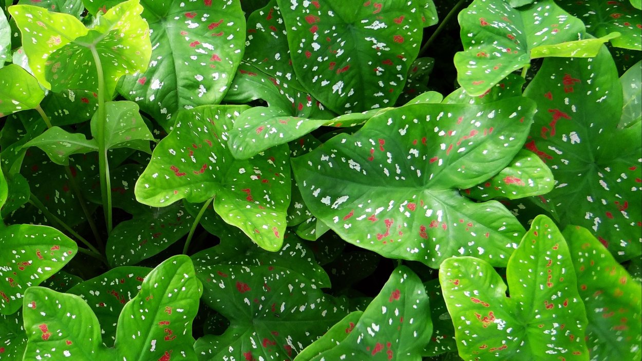 Кемпферия Ротунда