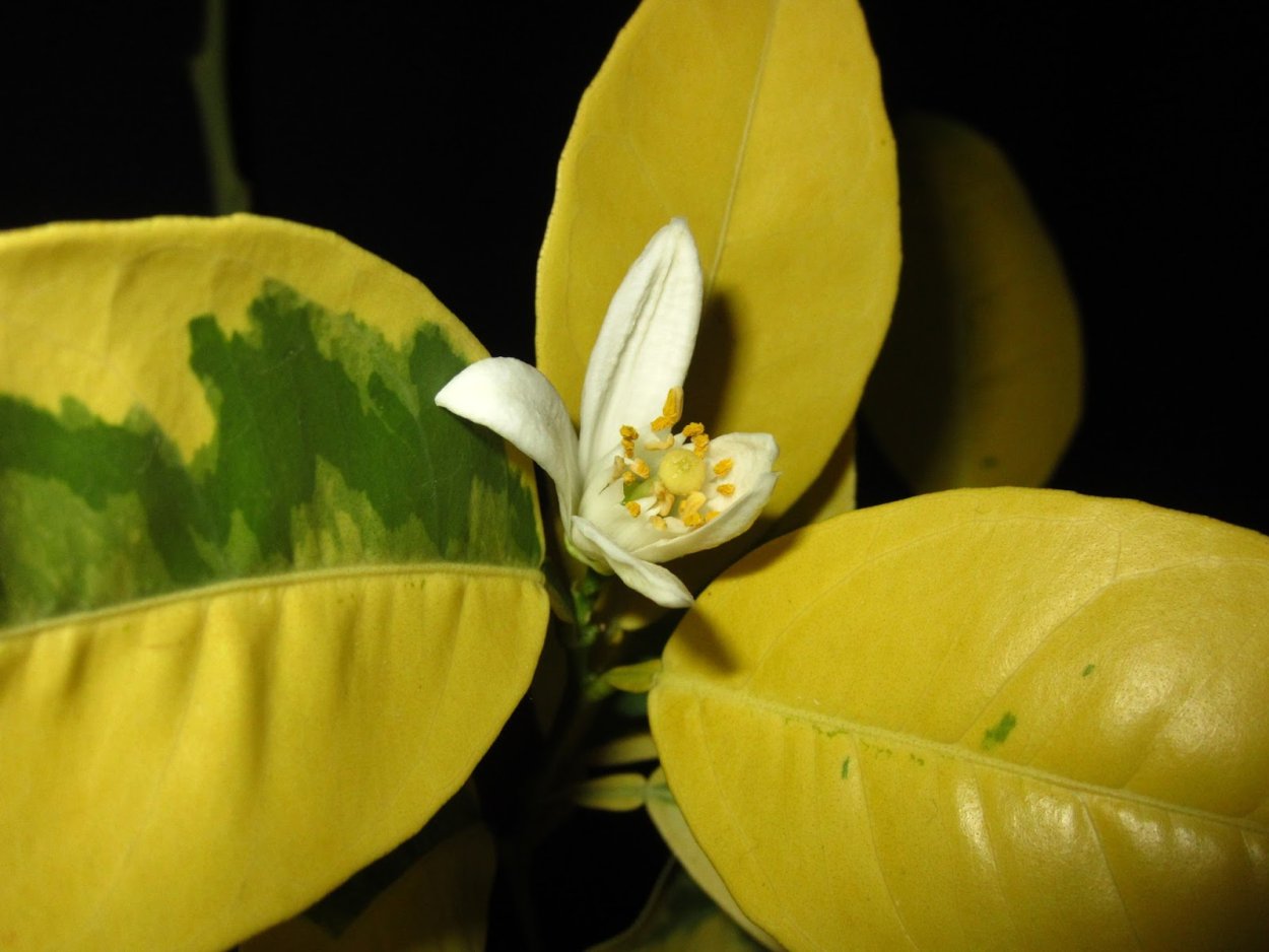 Капсулы - "кемпферия Парвифлора", Kongkaherb