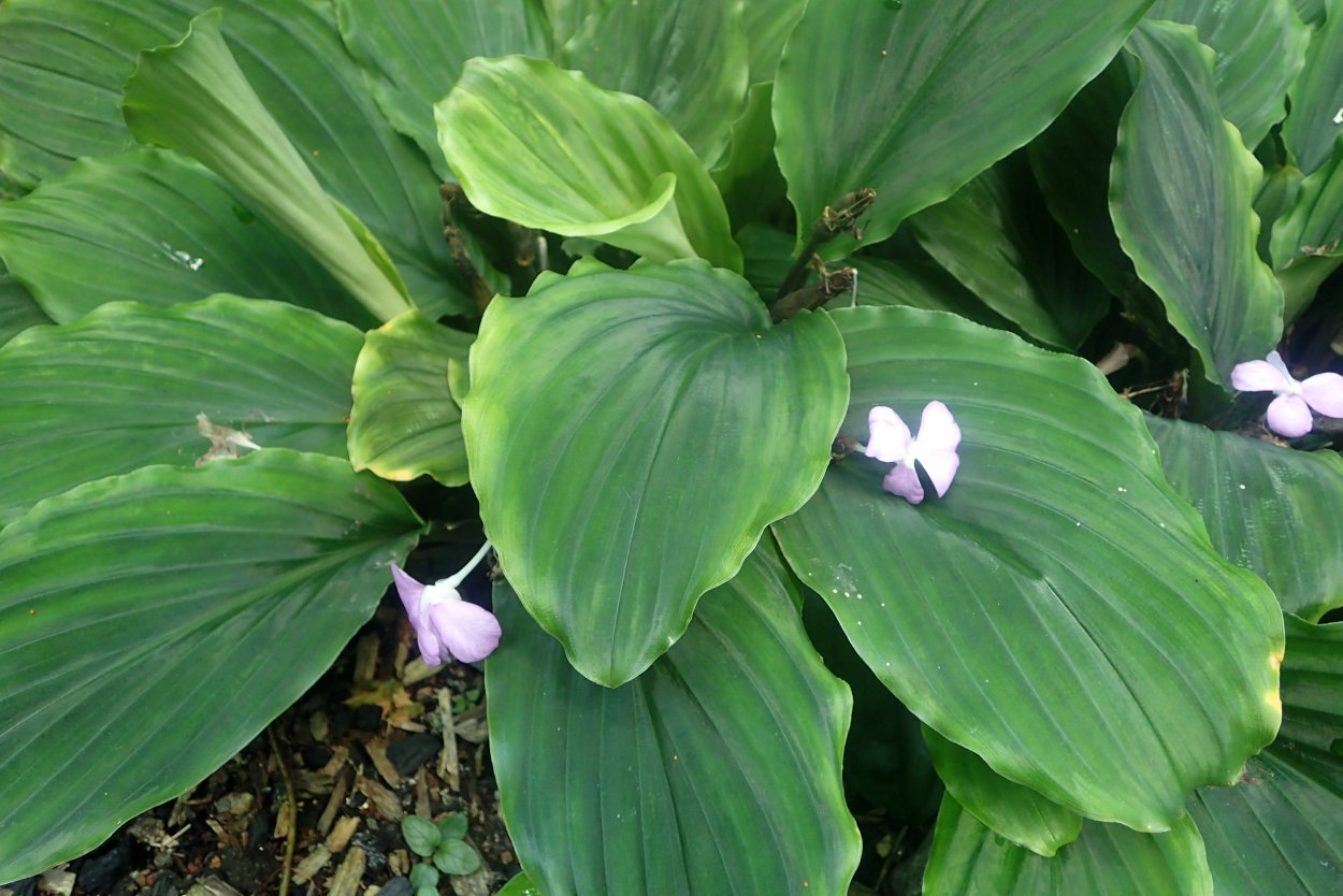 Кемпферия растение