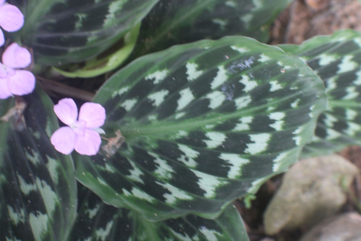 Кемпферия pulchra