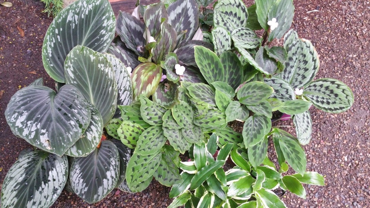 Кемпферия имбирные