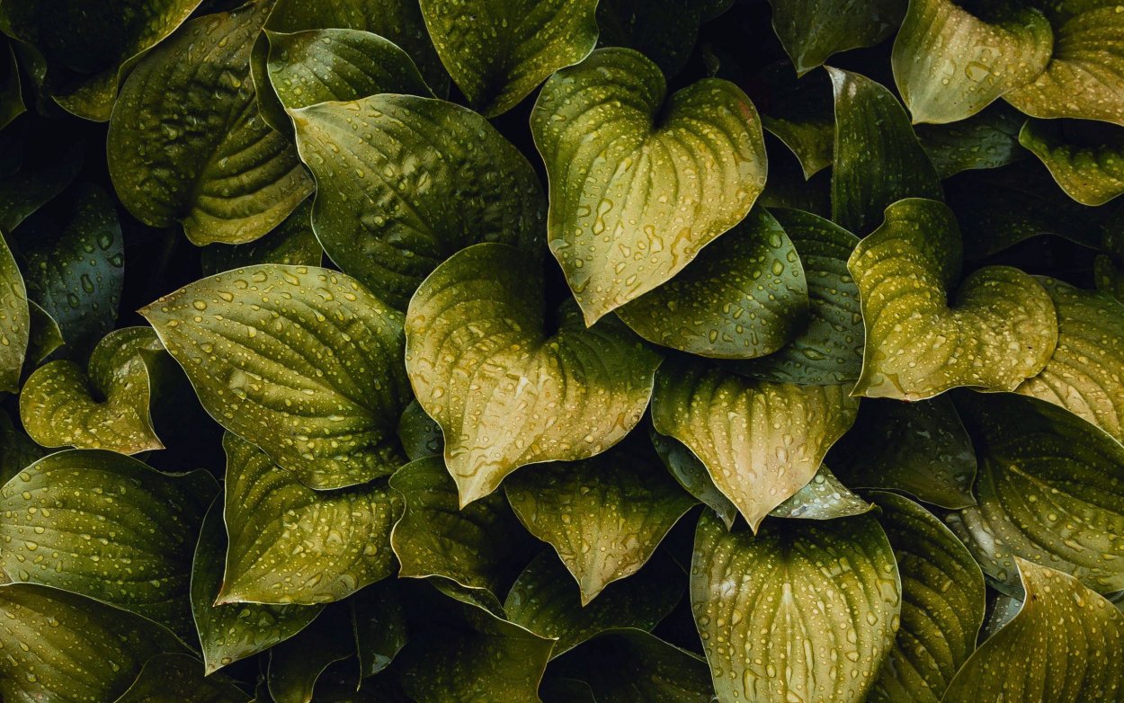 Монстера esqueleto