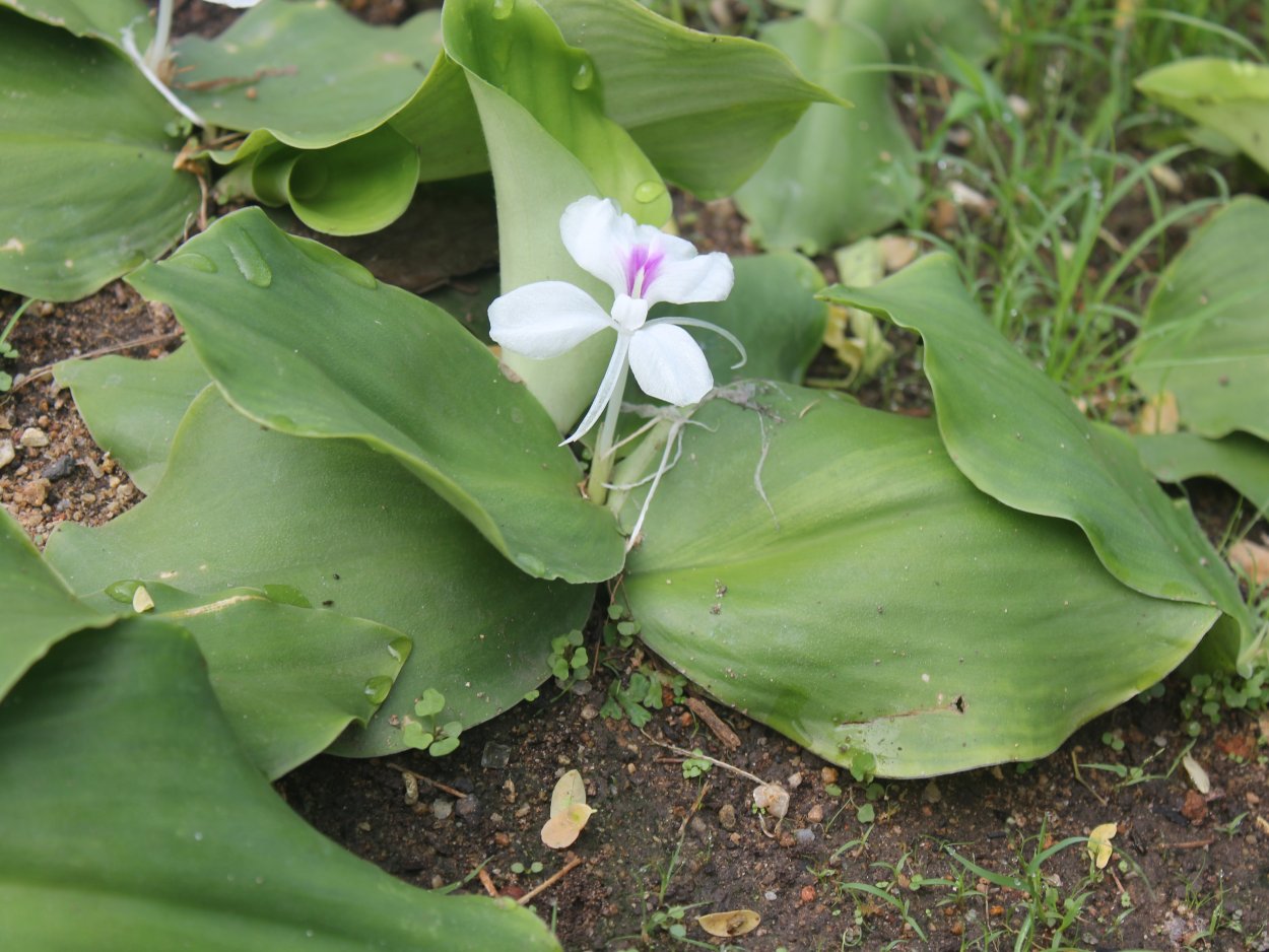 Кемпферия вариегатная