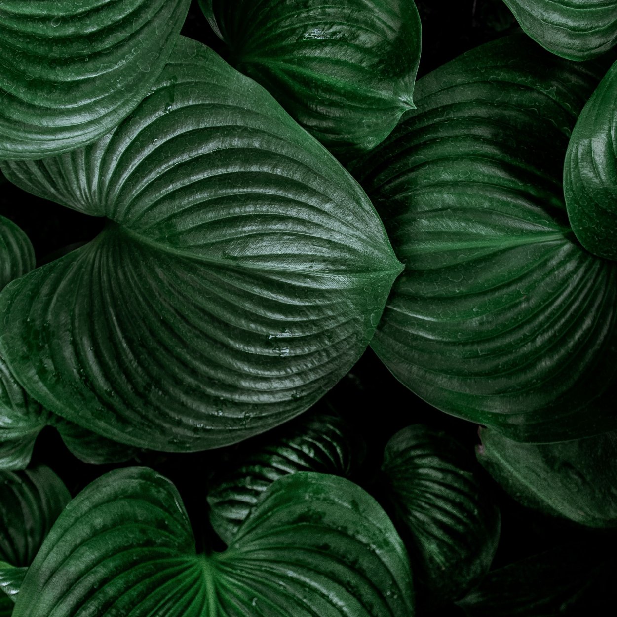 Монстера папоротник растения