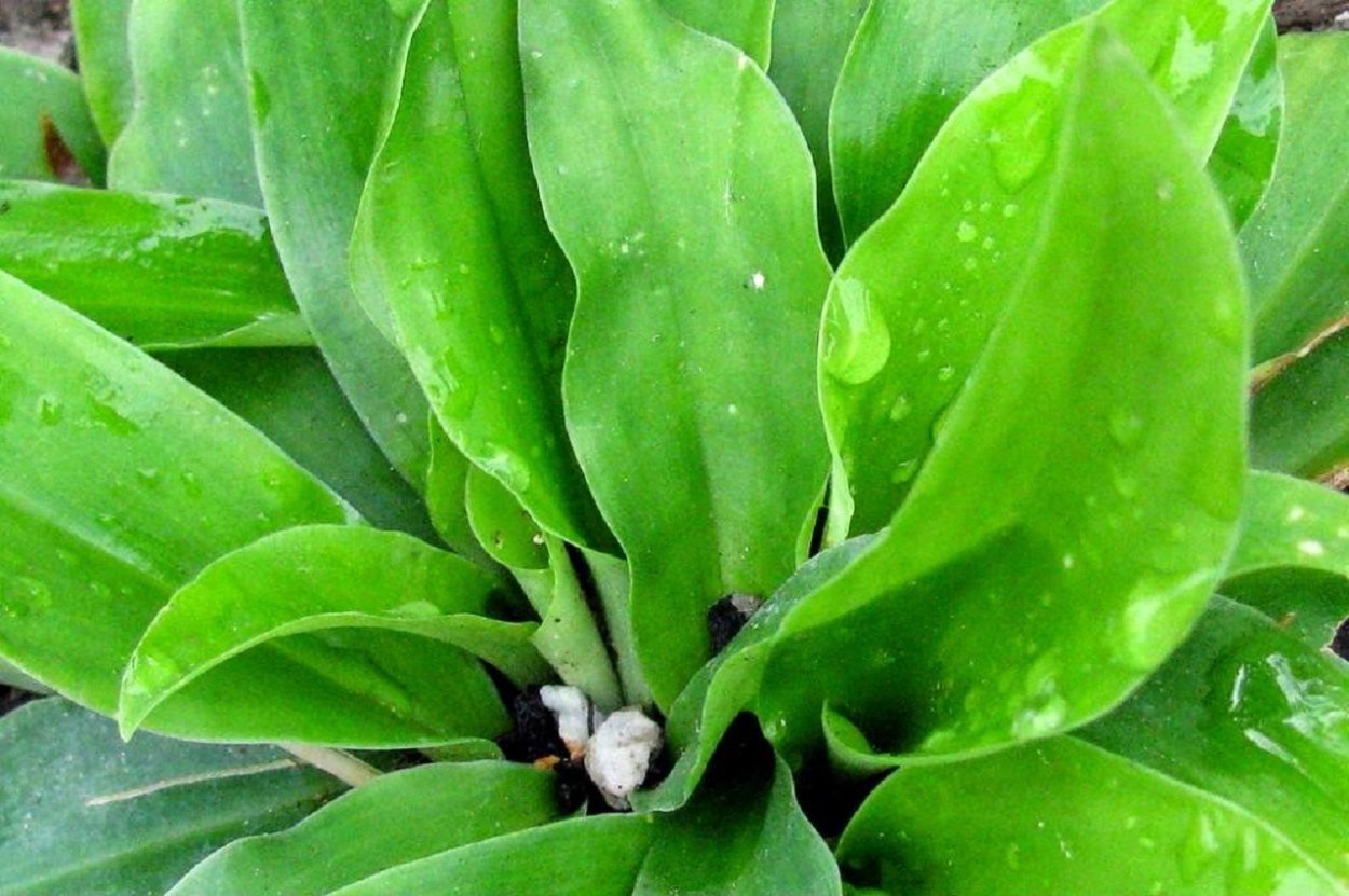 Апельсин Валенсия вариегатный