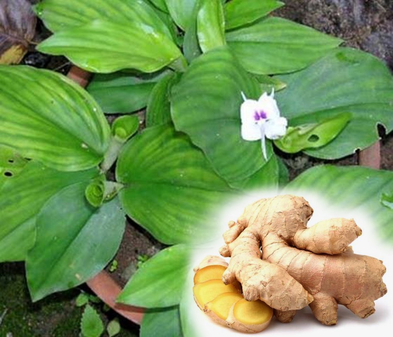 Кемпферия галанга корень