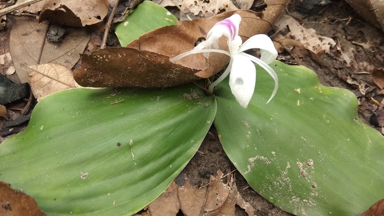 Триллиум luteum