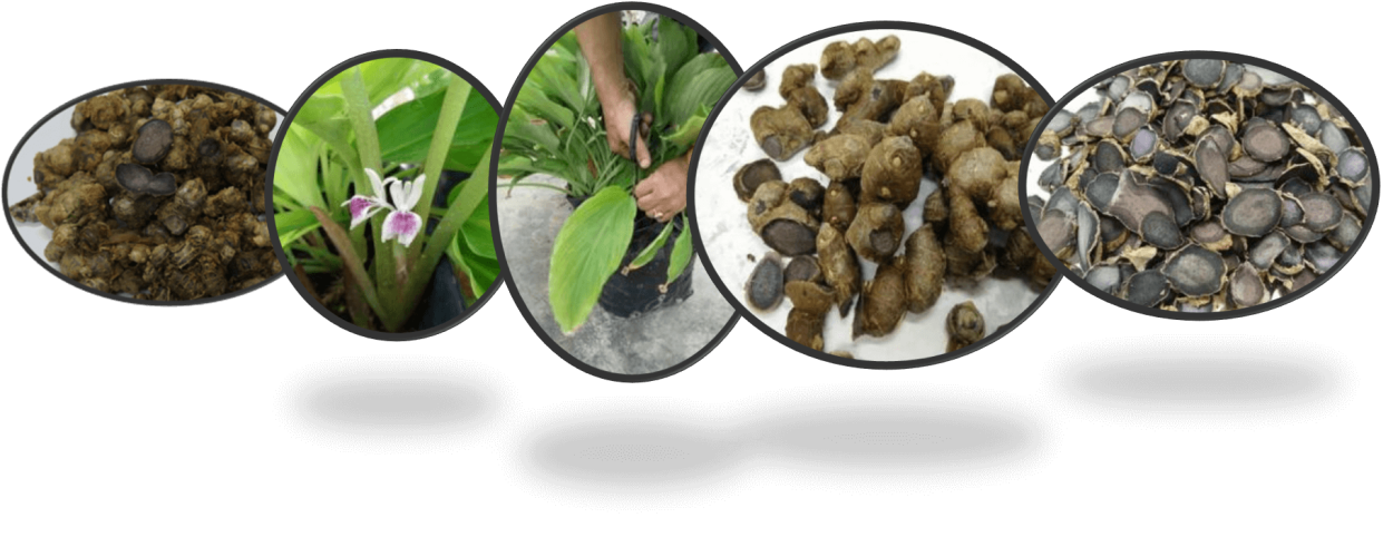 Крупные листья фон