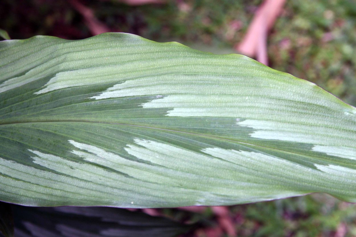 Цветок который шевелится листья