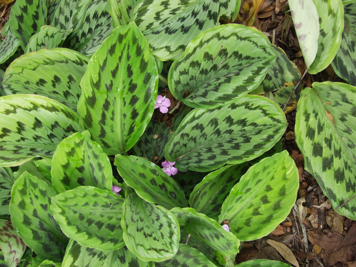 Картинки на айфон 11 высокого качества