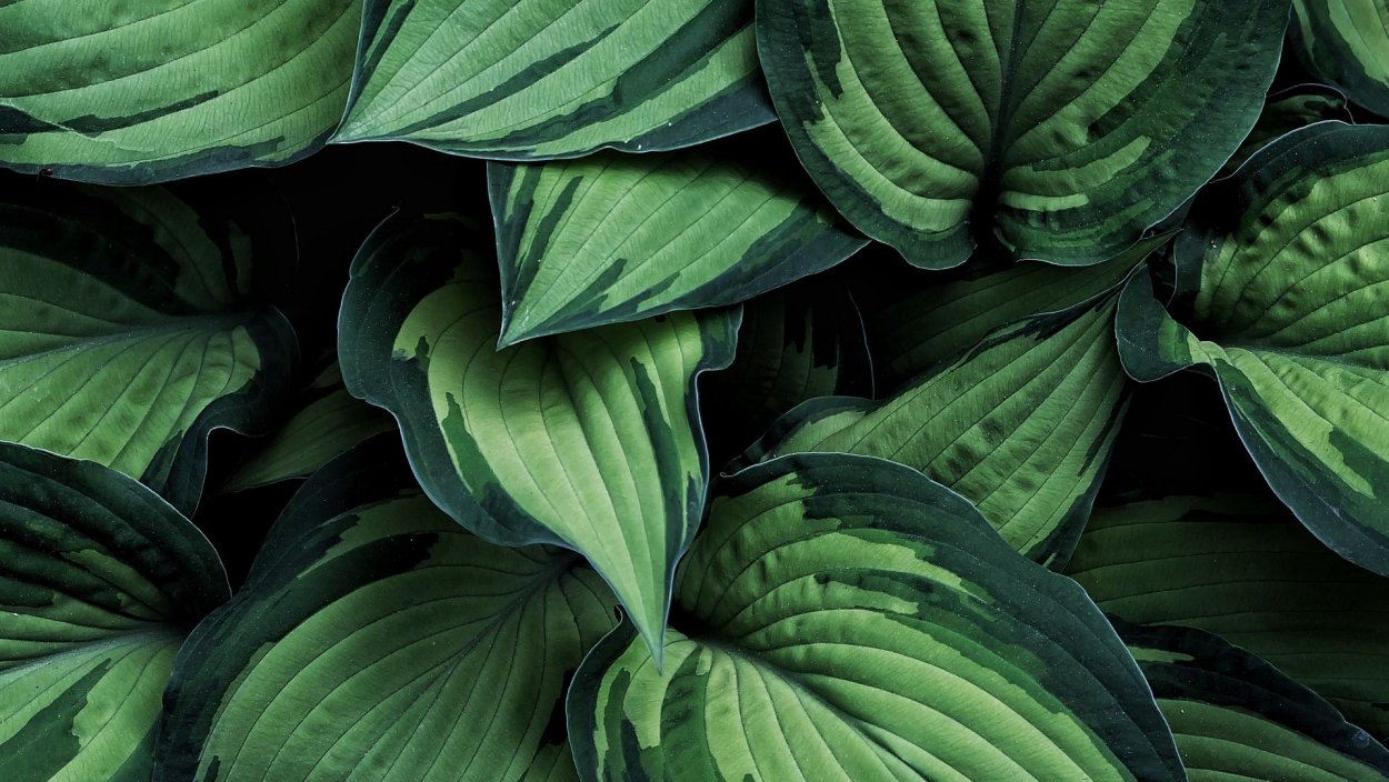 Монстера лиановидная