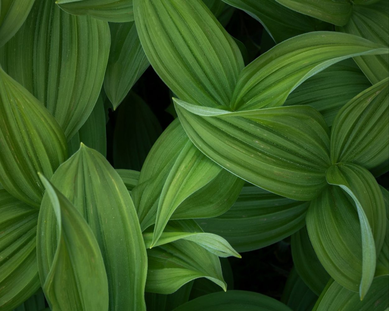 Папоротник монстера акравель