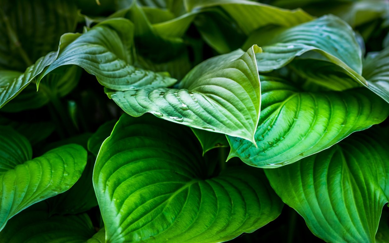 Кемпферия цветок комнатный