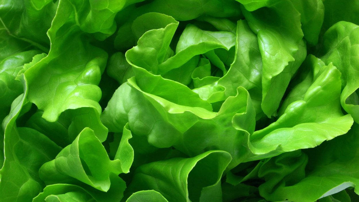 Хоста lettuce Wrap