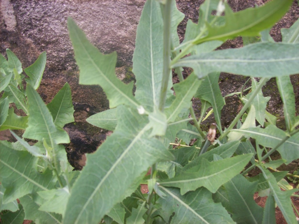 Латук Компасный